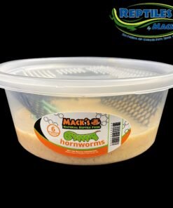 Mack's Natural Reptile Food Live Hornworms